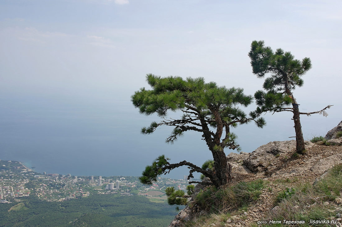 Сосны в горах ай Петри